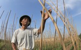 Nông dân Hà Nội phơi mình trong nắng lửa 